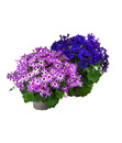 Bild 1 von Teneriffa Stern - Cineraria cruentus/Pericallis senettii, verschiedene Farben