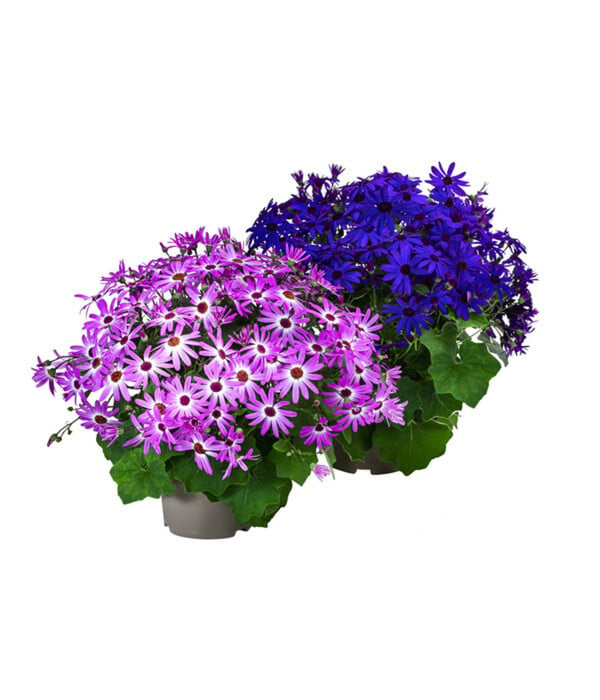 Bild 1 von Teneriffa Stern - Cineraria cruentus/Pericallis senettii, verschiedene Farben