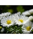 Bild 1 von Kissen-Aster