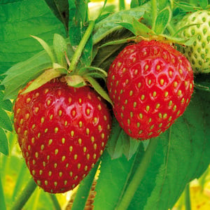 Finest Garden Erdbeer Besonderheiten
