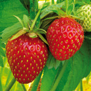 Bild 1 von Finest Garden Erdbeer Besonderheiten