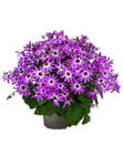 Bild 3 von Teneriffa Stern - Cineraria cruentus/Pericallis senettii, verschiedene Farben