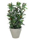 Bild 1 von Dehner Kunstpflanze Olivenpflanze