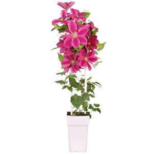 Clematis am Spalier rot 15 cm Topf