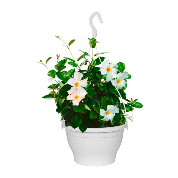 Bild 4 von GARDENLINE Dipladenia-Ampel