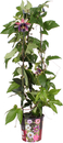 Bild 1 von Passionsblume Passieflora Säule H ca 95 cm 19 cm Topf