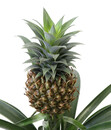 Bild 4 von Ananaspflanze - Ananas comosus