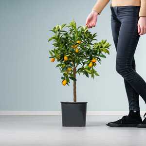 Zitruspflanze 'Kumquat'