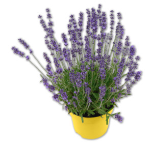 Lavendel*