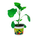Bild 4 von GARDENLINE Gemüse- / Obstpflanze