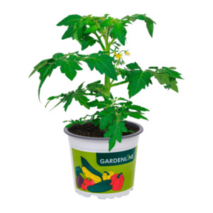 GARDENLINE Gemüse- / Obstpflanze