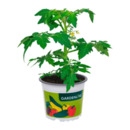 Bild 1 von GARDENLINE Gemüse- / Obstpflanze