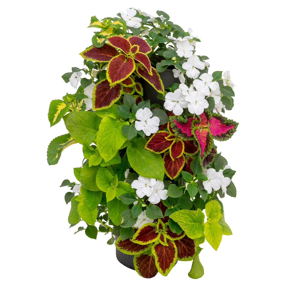 Bild 1 von GARDENLINE Wanderella bepflanzt