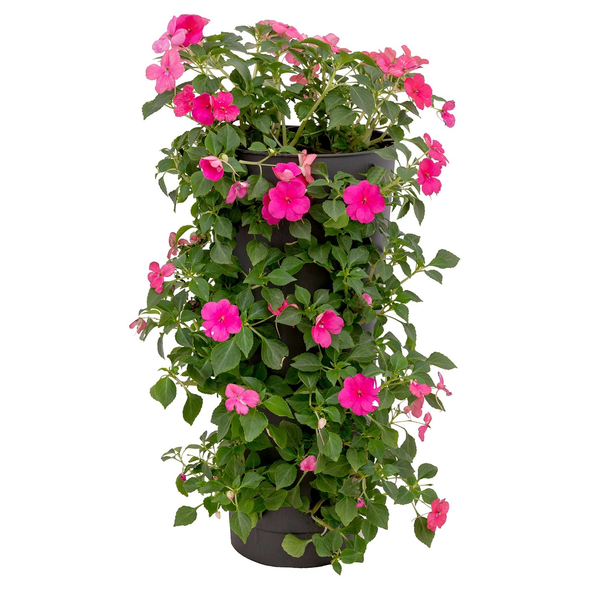 Bild 2 von GARDENLINE Wanderella bepflanzt