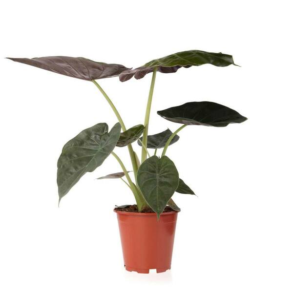 Bild 1 von Zimmerpflanze Elefantenohr 'Wentii'