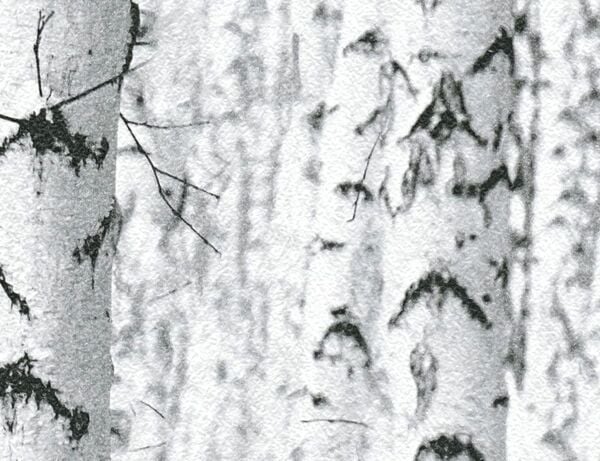 Bild 1 von Vliestapete Birkenwald Grau