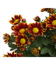 Bild 3 von Garten-Chrysantheme, Sonderfarben