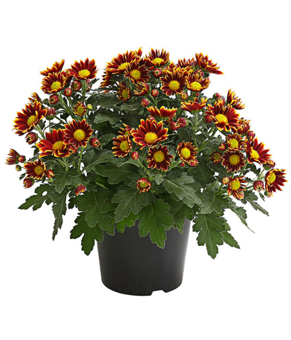 Bild 1 von Garten-Chrysantheme, Sonderfarben