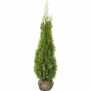 Lebensbaum Smaragd Set à 30 Stück Höhe ca. 100 - 120 cm Ballenware Thuja