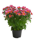 Bild 2 von Garten-Chrysantheme, Sonderfarben