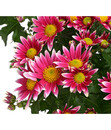 Bild 4 von Garten-Chrysantheme, Sonderfarben