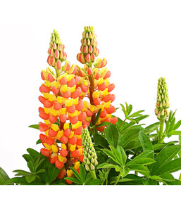 Lupine 'West Country'