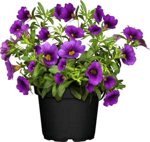 Petunie Calibrachoa 13 cm Topf