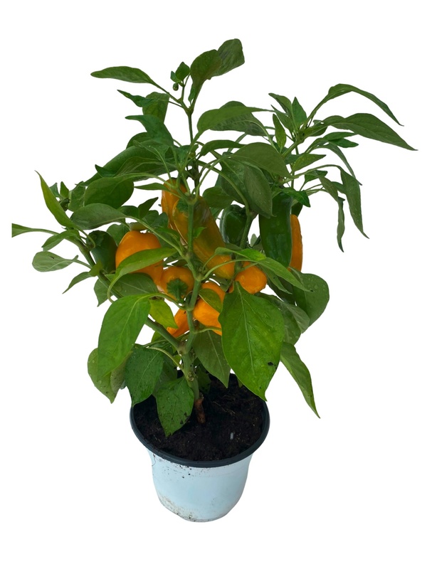 Bild 1 von GARDENLINE Paprika- oder Chili-Baum