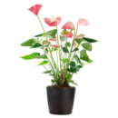 Bild 1 von Zimmerpflanze Große Flamingoblume pink
