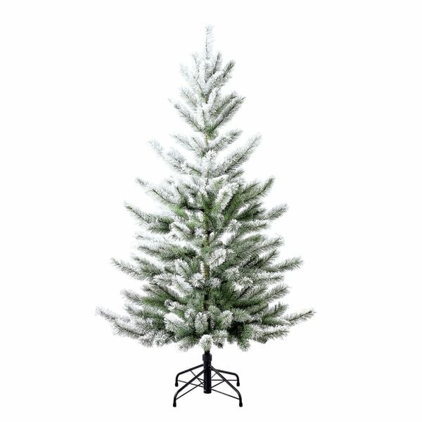 Bild 1 von Evergreen Weihnachtsbaum Cedar Frost Kiefer 210cm