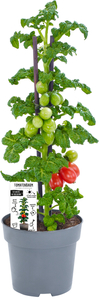 Vertikaler Gemüsegarten Tomate 13 cm Topf