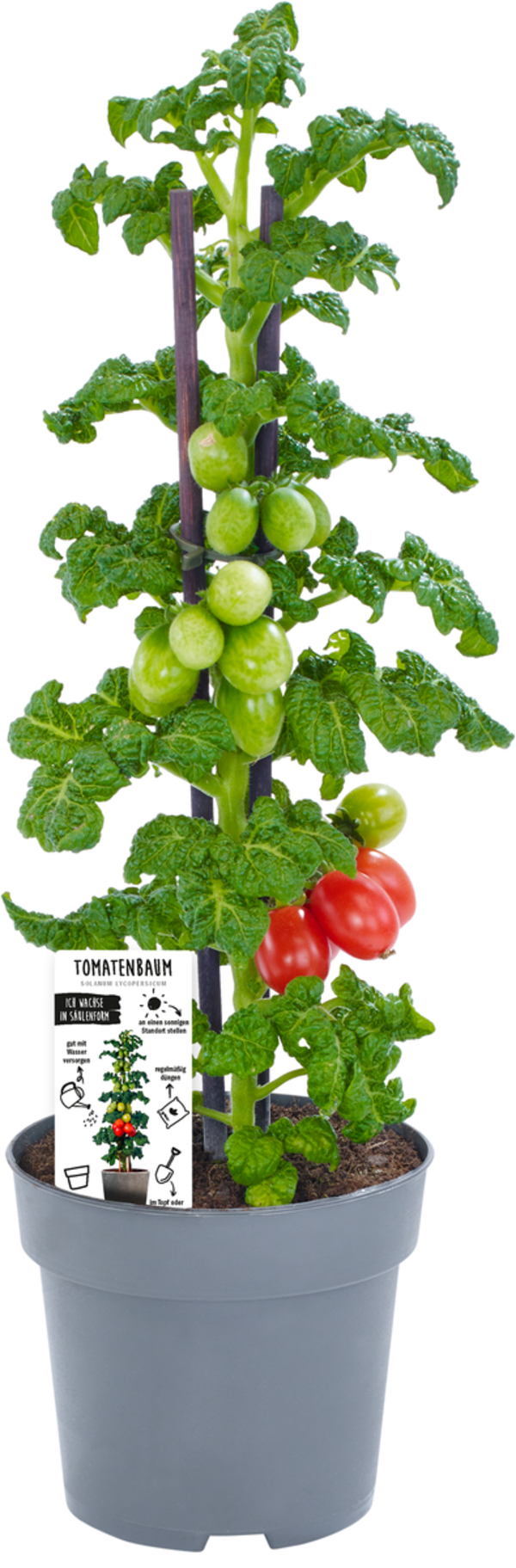 Bild 1 von Vertikaler Gemüsegarten Tomate 13 cm Topf