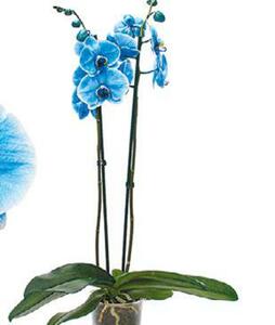 Gefärbte Orchidee mit 2 Trieben