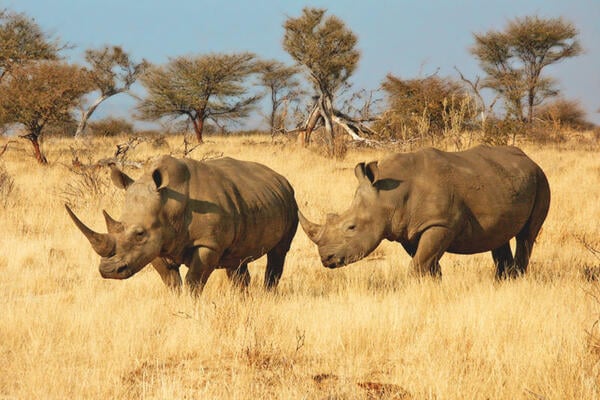 Bild 1 von Kombinationsreisen Botswana, Namibia & Simbabwe: Rundreise ab/an Windhoek inkl. 2 Bussafaris durch den Etosha Nationalpark