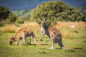 Rundreisen Australien mit Tasmanien: Rundreise von Perth über Sydney & Ayers Rock/Uluru bis Cairns