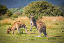 Bild 1 von Rundreisen Australien mit Tasmanien: Rundreise von Perth über Sydney & Ayers Rock/Uluru bis Cairns
