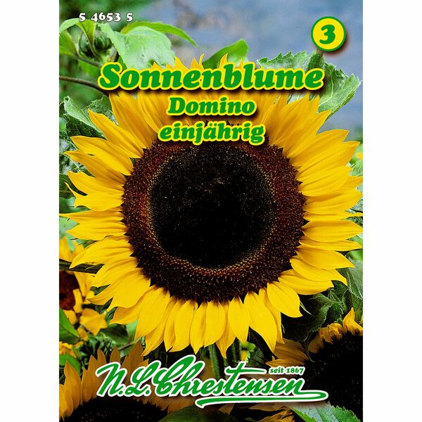 Bild 1 von Helianthus, Sonnenblume, Domino