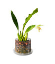 Bild 3 von Orchitop® Orchideentopf S Set, rund, ca. Ø10 cm