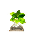 Bild 2 von Water Plant Balsamapfel im Kugelglas - Clusia rosea 'Princess', mit LED