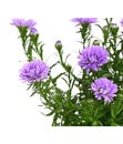 Bild 4 von Glattblatt-Aster