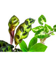 Bild 3 von Water Plant Pflanzenset in Reagenzgläsern, 3-teilig