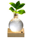 Bild 1 von Water Plant Balsamapfel im Kugelglas - Clusia rosea 'Princess', mit LED