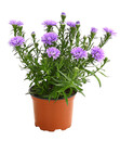 Bild 1 von Glattblatt-Aster