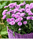 Bild 2 von Glattblatt-Aster