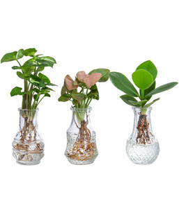 Water Plant Pflanzenset in Vasen, 3-teilig