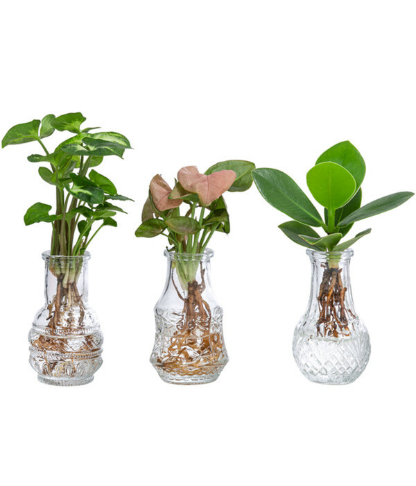 Bild 1 von Water Plant Pflanzenset in Vasen, 3-teilig