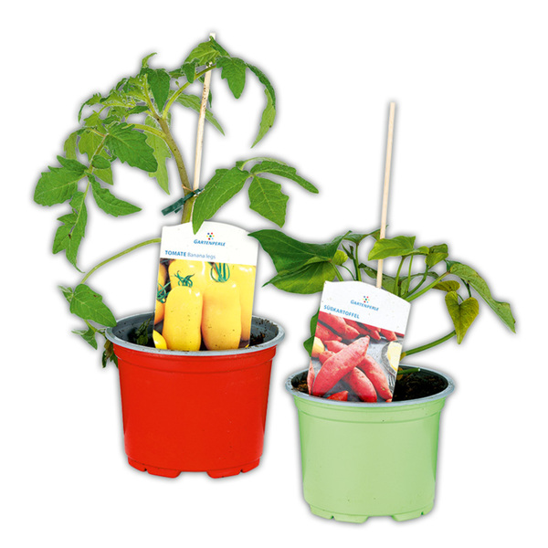 Bild 1 von Fruchtgemüse / Tomaten