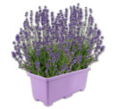 Bild 1 von Lavendel*