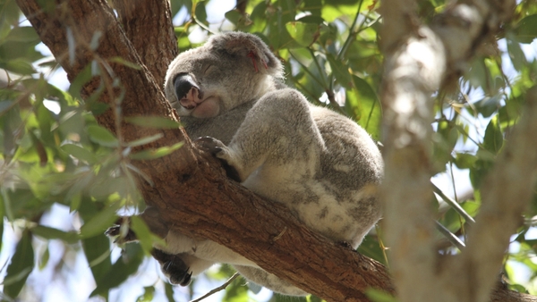 Bild 1 von Australien mit Sydney - Mietwagen-Rundreise