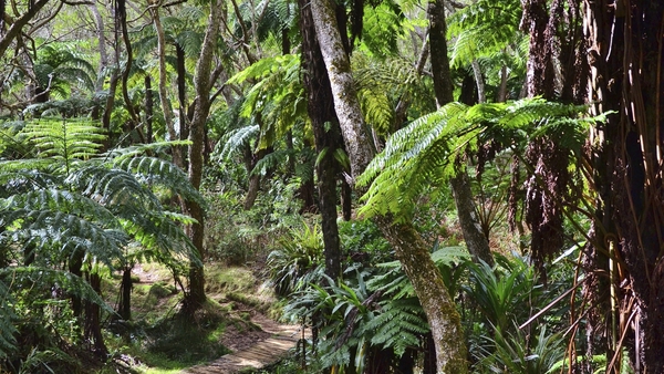 Bild 1 von La Réunion - Mietwagen-Rundreise